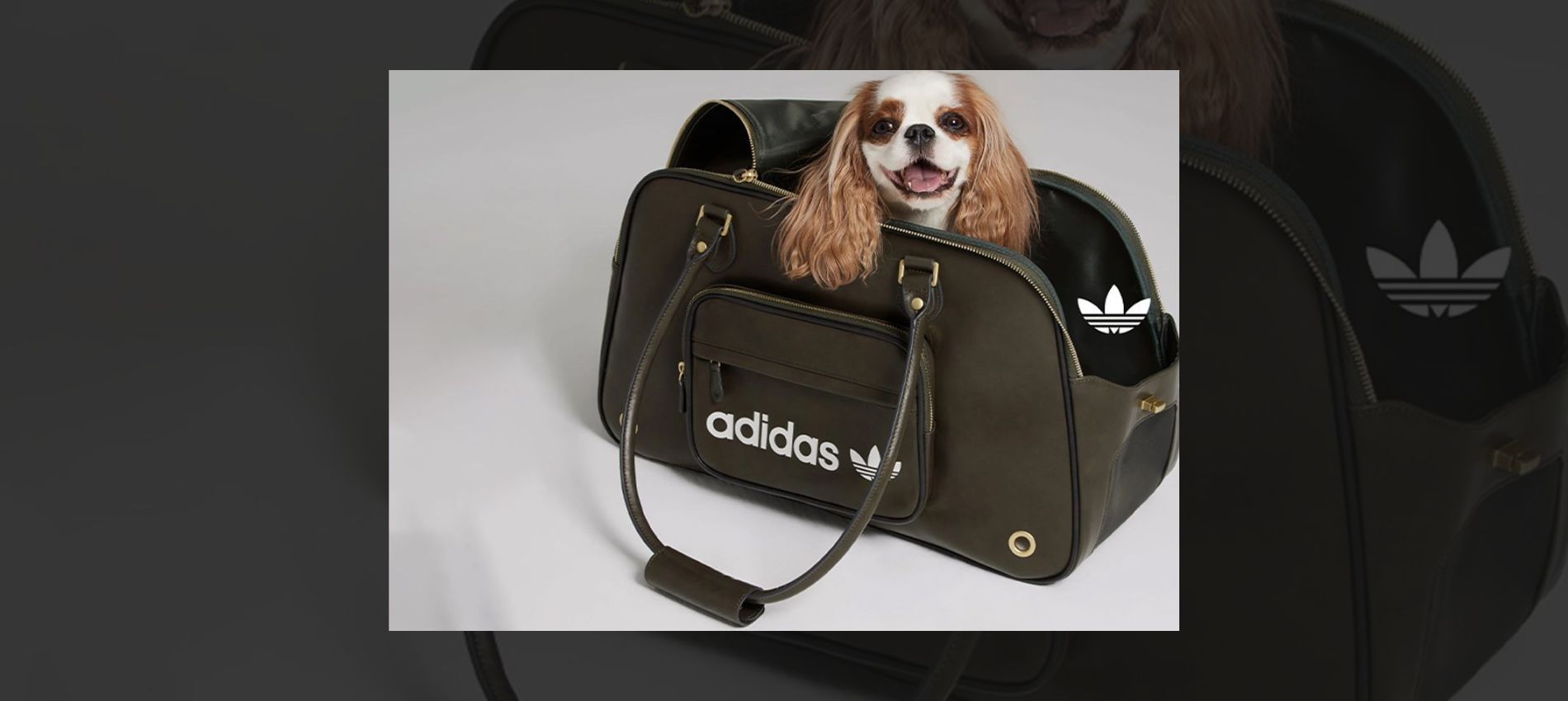 Streetwear Goes Furry: Adidas Originals Petwear and the Rise of Hypebeast Pets