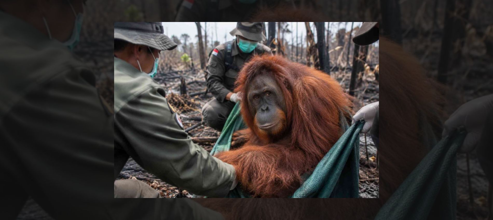 Orangutan IRA Successfully Rescued in Sampit, Central Kalimantan